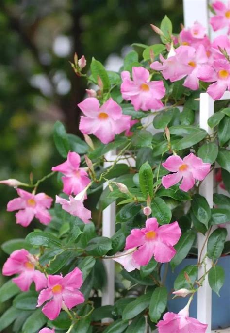 藤蔓植物爬藤類植物圖鑑|50種適合台灣種植的藤蔓植物の目錄圖鑑及栽培管理指。